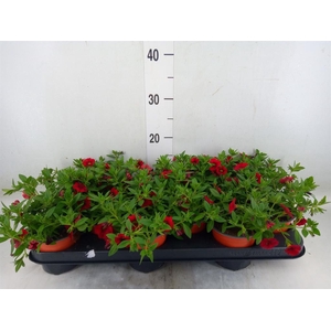 Calibrachoa  'Minifam Dk Red'