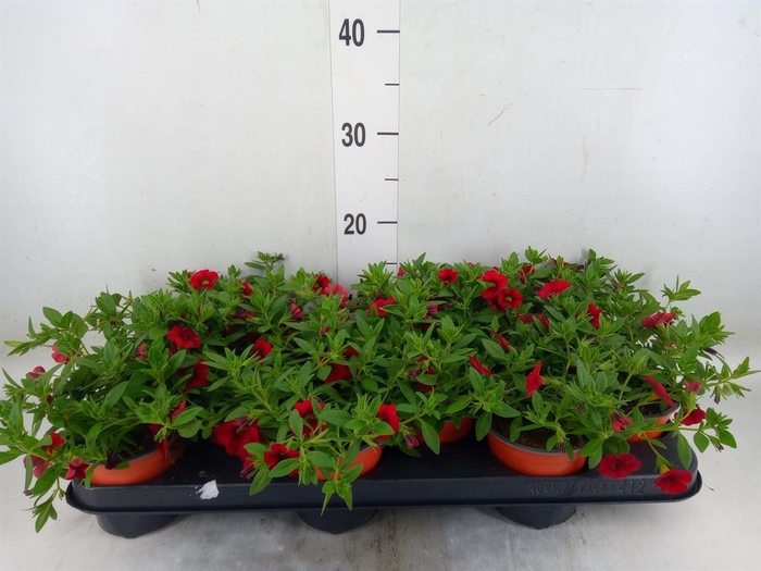 <h4>Calibrachoa  'Minifam Dk Red'</h4>