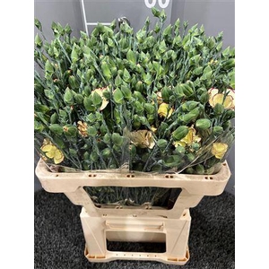 Di Tr Solandis Firefly