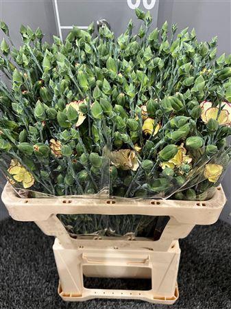 <h4>Di Tr Solandis Firefly</h4>