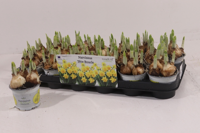 <h4>NARC D TETE BOUCLE</h4>