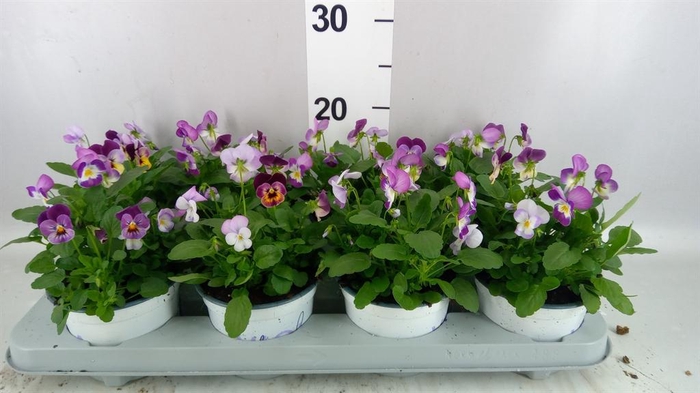 <h4>Viola ...tricolor</h4>