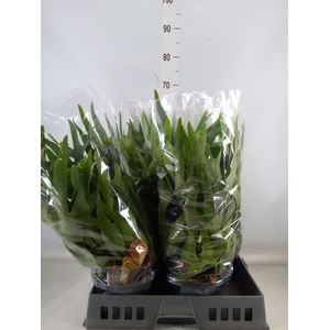 Platycerium bifurc.