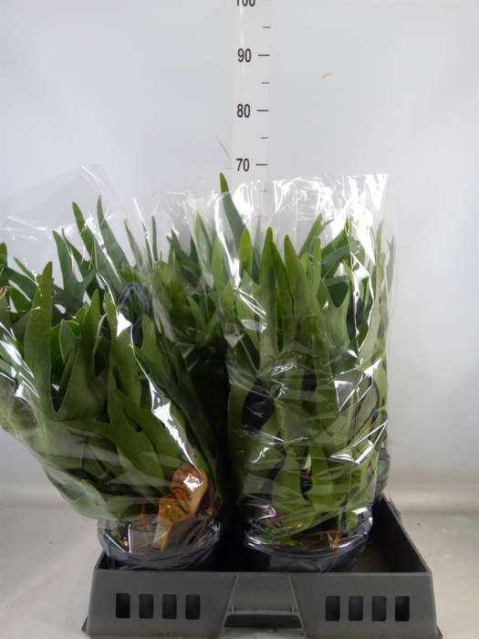<h4>Platycerium bifurc.</h4>