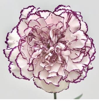 <h4>Di St Damascus</h4>