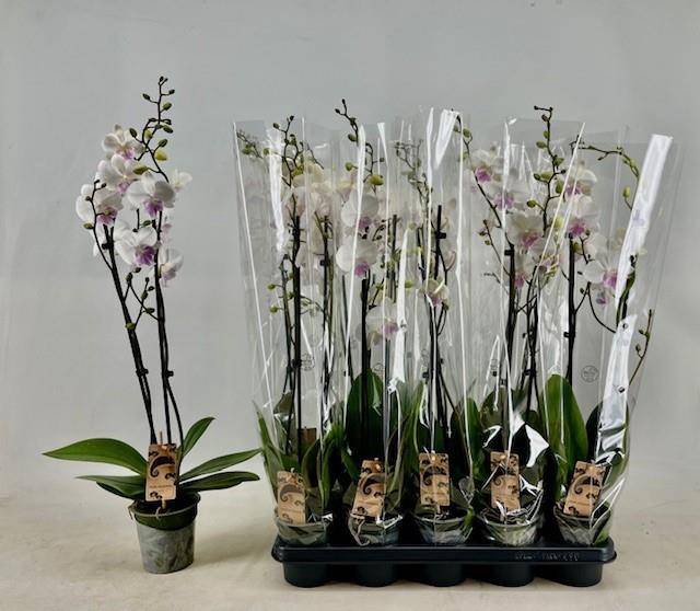 <h4>PHAL OV WIT</h4>