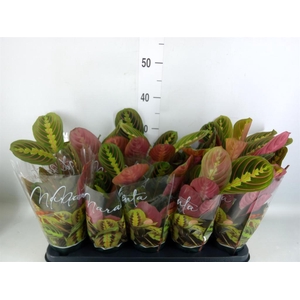 Maranta leuc. 'Fascinator'