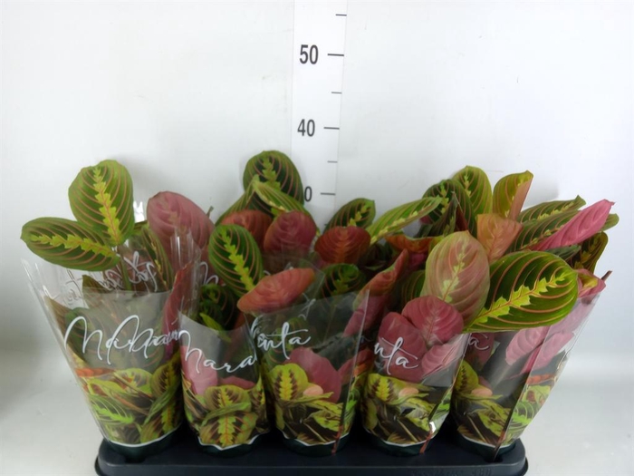 <h4>Maranta leuc. 'Fascinator'</h4>