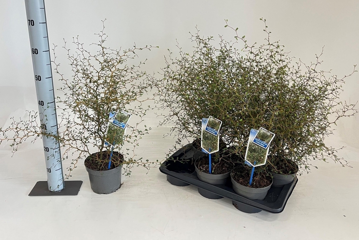 <h4>SOPH LITTLE BABY</h4>