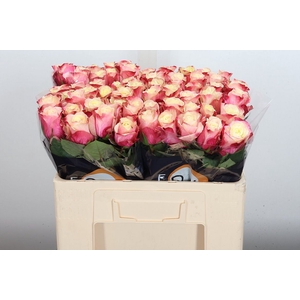Rosa GR 'Marosa'