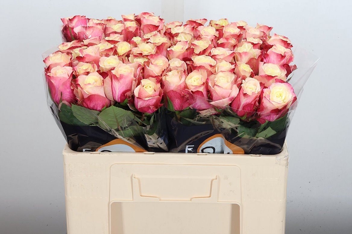 <h4>Rosa GR 'Marosa'</h4>