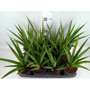 Sansevieria trifa.   ...