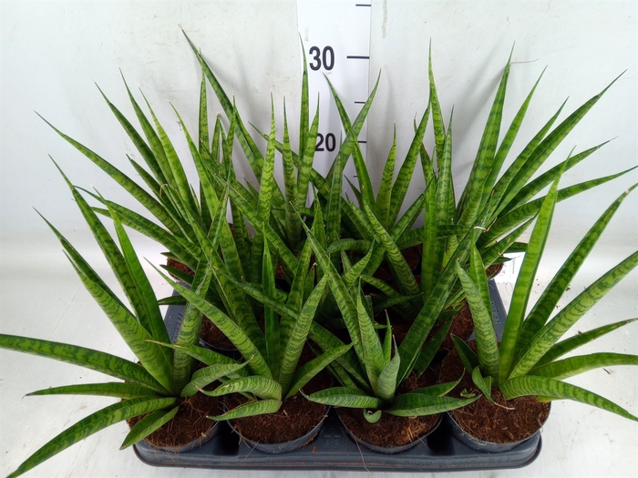 <h4>Sansevieria trifa.   ...</h4>