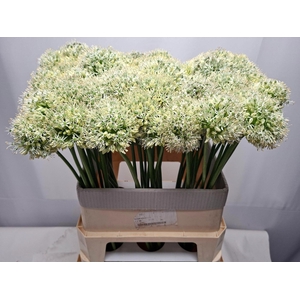 ALLIUM MOUNT EVEREST