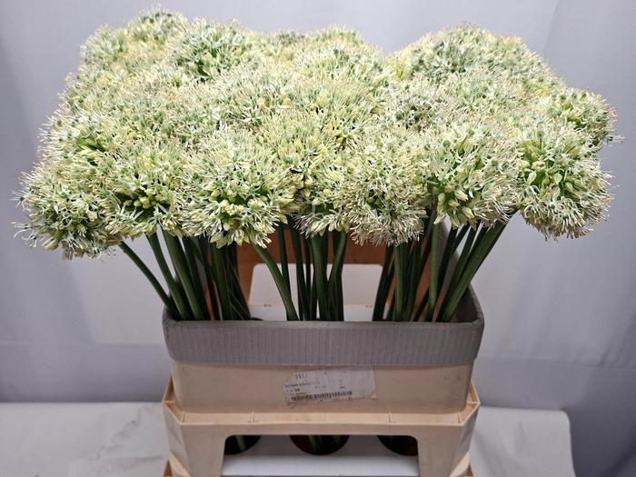 <h4>ALLIUM MOUNT EVEREST</h4>