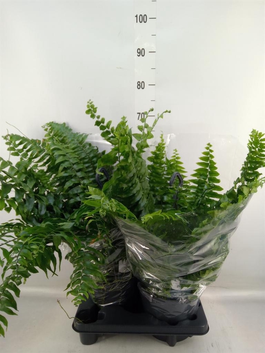 <h4>Nephrolepis   ...</h4>