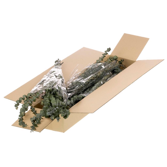 <h4>Eucalyptus Baby Preserved Sb Moss Green</h4>