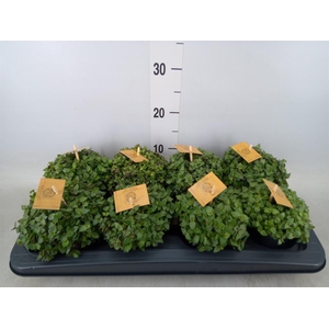 Callisia repens 'Turtle'