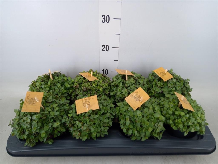 <h4>Callisia repens 'Turtle'</h4>