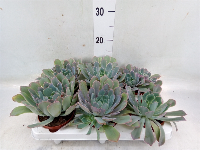 <h4>Echeveria   ...</h4>