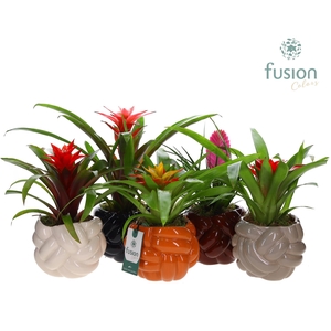 Keramiek pot Medium met Guzmania mix