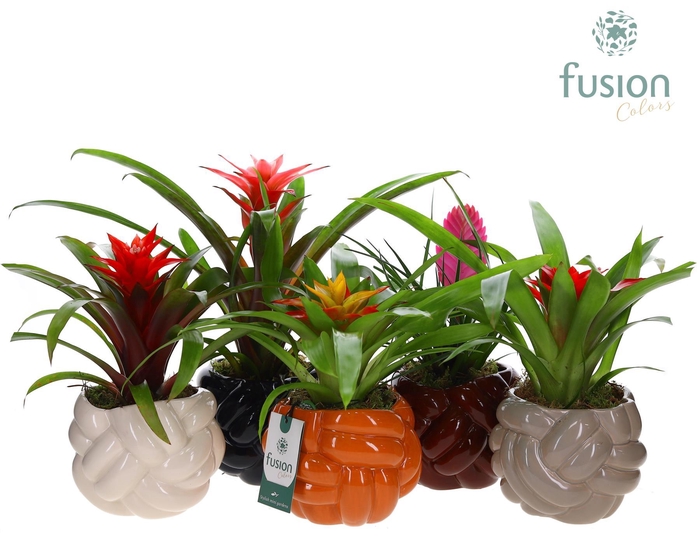 <h4>Keramiek pot Medium met Guzmania mix</h4>