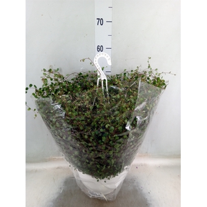 Muehlenbeckia com. 'Mao'ri'