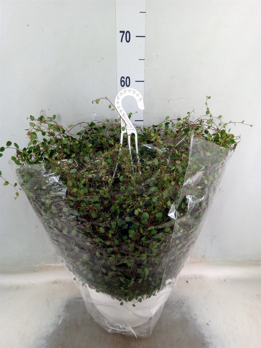 <h4>Muehlenbeckia com. 'Mao'ri'</h4>