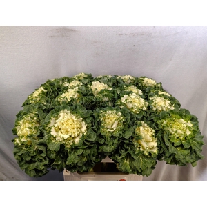 BRASS CRANE RU WHITE