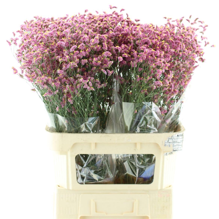 <h4>Limonium Joy Red X50</h4>