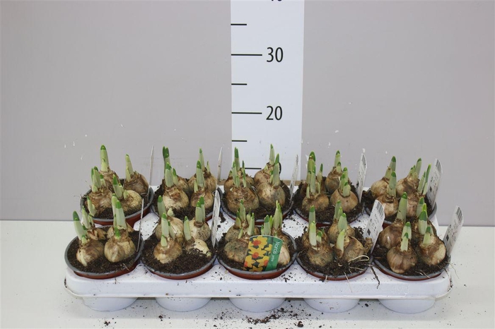 <h4>Narcis Jetfire</h4>