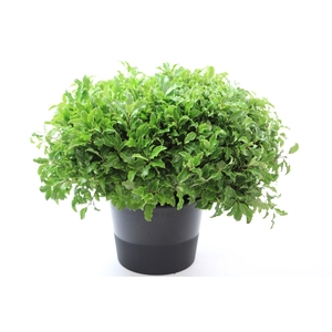 Pittosporum Green Fijn BQ