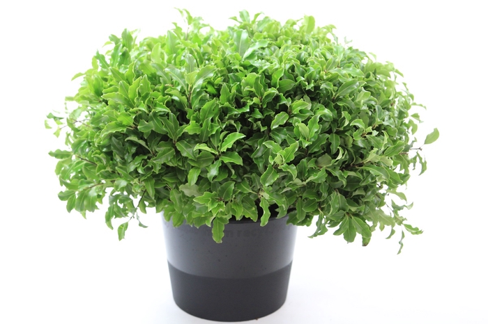 <h4>Pittosporum Green Fijn BQ</h4>