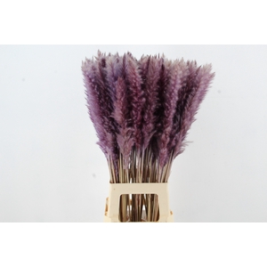 DF Pampas Silvy Milka