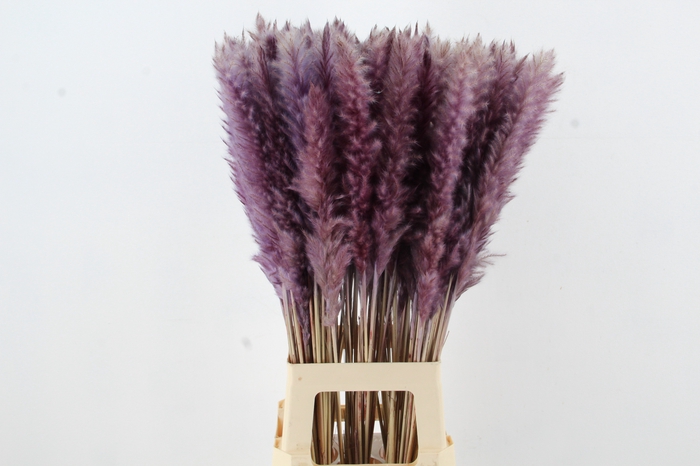 <h4>DF Pampas Silvy Milka</h4>