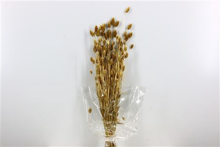 Dried Phalaris 100gr Gold Bunch Slv