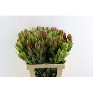 Leucad Goldstrike 60cm