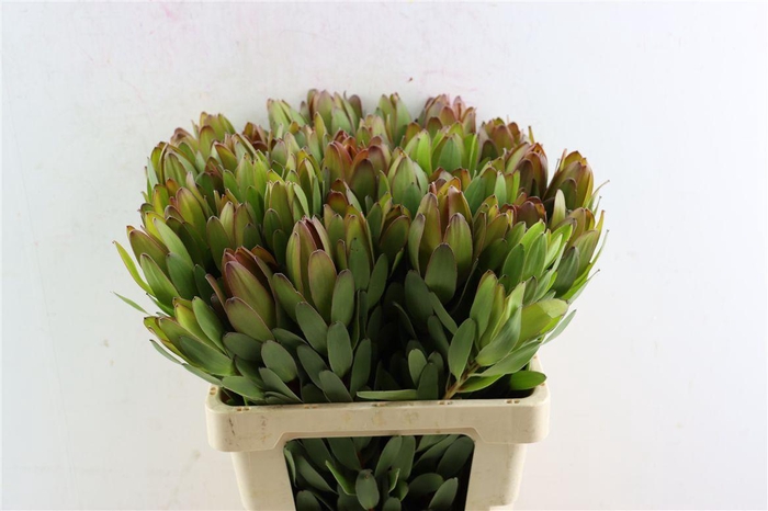 <h4>Leucad Goldstrike 60cm</h4>