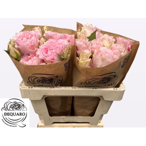 R TR COUT SPI PEONIA