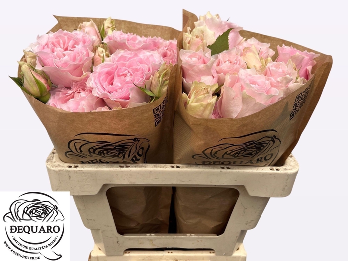 <h4>R TR COUT SPI PEONIA</h4>