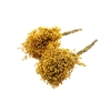 Pepperberry Yellow