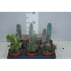 Cactus Gemengd