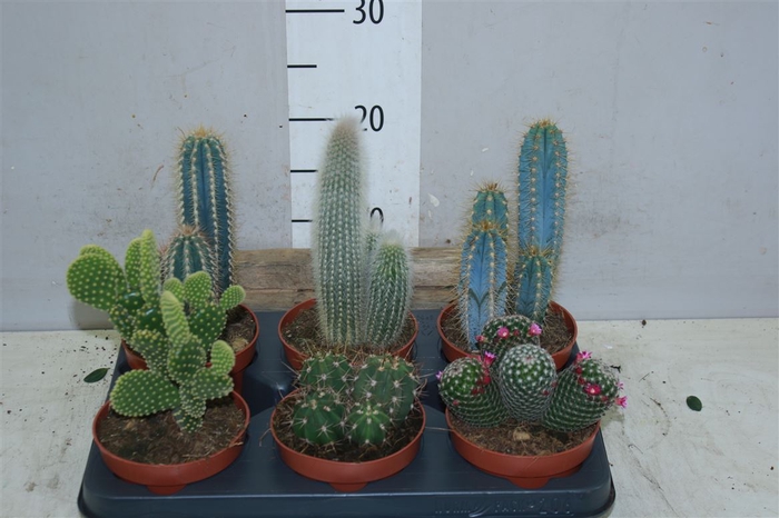 <h4>Cactus Gemengd</h4>