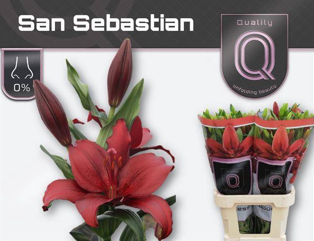 <h4>LI LA SAN SEBASTIAN</h4>