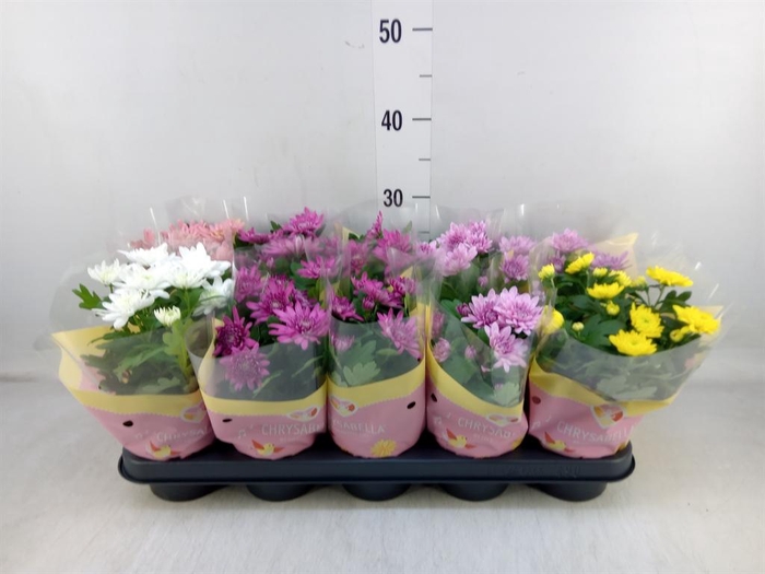 <h4>Chrysanthemum   ..rosebud mix</h4>