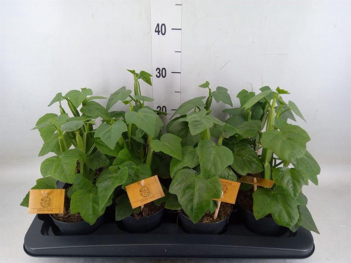 <h4>Cissus   ...</h4>