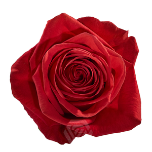 R GR NEW FACE Tessa