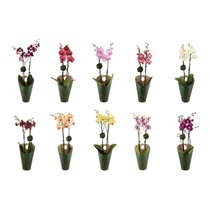 Signature Golden Nature Cover Phal OpKleur 10 Soorten/laag 2T16+