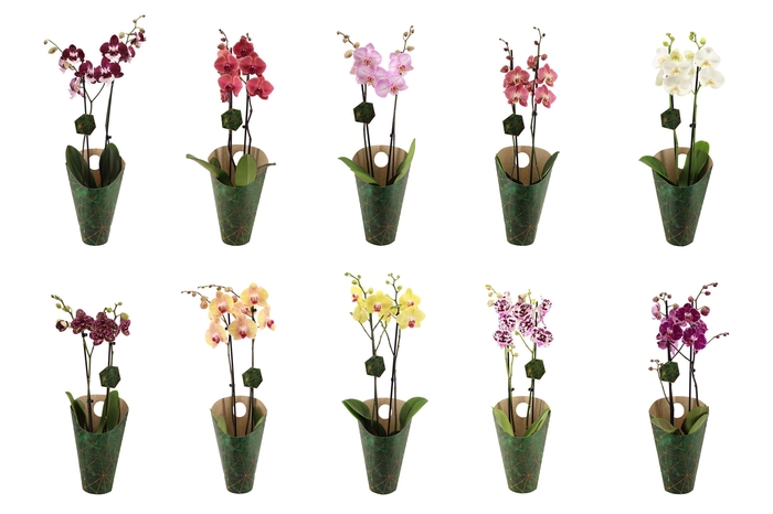 <h4>Signature Golden Nature Cover Phal OpKleur 10 Soorten/laag 2T16+</h4>