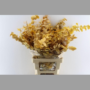 Euca Stuartiana Stab. Yellow